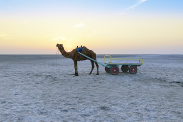 Sunset camel ride at great Rann of Kutch, Gujarat