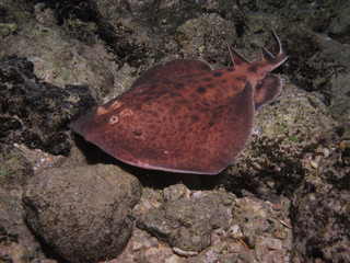 Obraz premium Torpedo ray