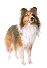 shetland sheepdog in studio