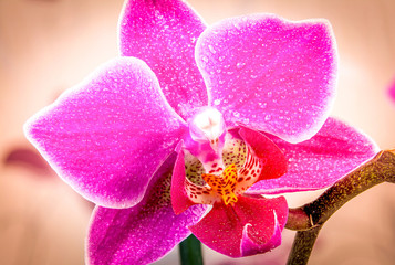Violet orchid macro