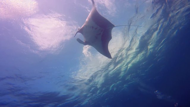 Увлекательные подводные погружения с крупными мантами у острова Сокорро в Тихом океане. Мексика.