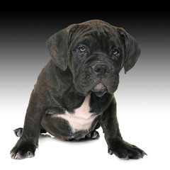 puppy american staffordshire terrier