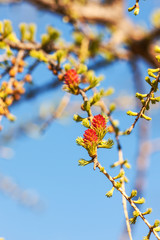 larch branches in spring