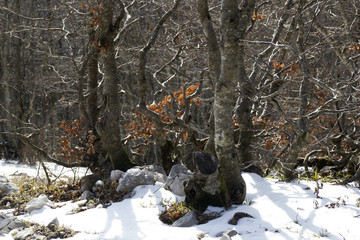 mountain forest with snow