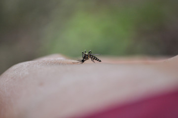 Mosquito on a human hand sucking blood
