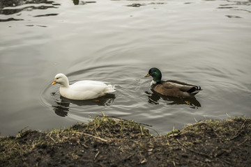 ducks in a lake