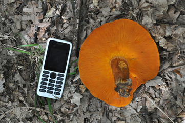 Mobile phone next to Omphalotus olearius or orange jack o lantern mushroom gills show size of this toxic mushroom,  © Ivan