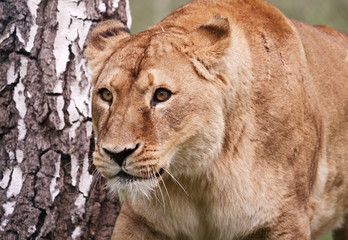 Lioness