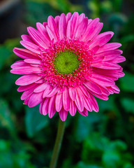 Obraz premium Excellent bright and lovely fresh Daisy flower standalone