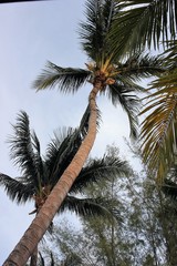 Fototapeta na wymiar Tall coconut tree