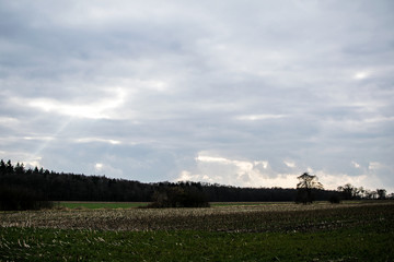 Obraz premium landscape with sky and trees