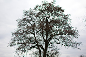 isolated tree branches on white