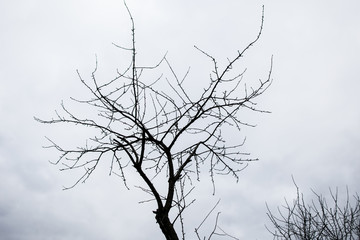 isolated tree branches on white