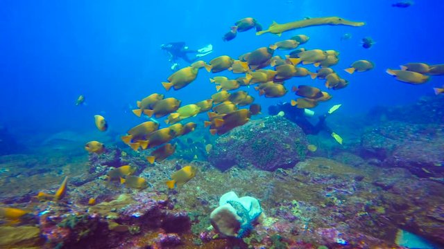Стайка рыб кларионов. Увлекательные подводные погружения у острова Сокорро в Тихом океане. Мексика.