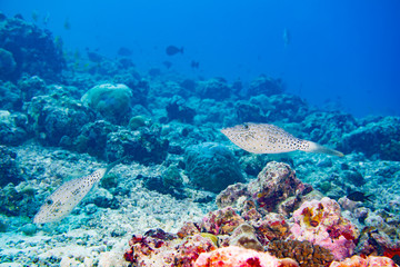 couple of Harlequin filefish diving maldives