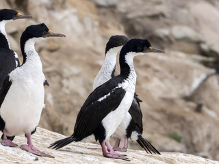 Naklejka premium large nesting colony of Imperial Shag, Phalacrocorax atriceps, Carcass, Falklands / Malvinas