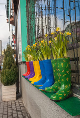 Rubber boots with flowering daffodils  on the window