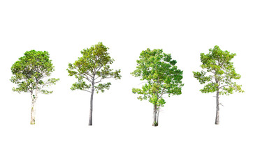 Isolated Trees on white background , The collection of trees.