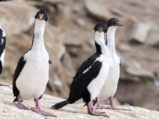 Obraz premium large nesting colony of Imperial Shag, Phalacrocorax atriceps, Carcass, Falklands / Malvinas