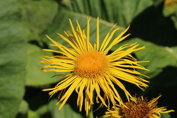 Yellow "Giant Fleabane" flower (or Giant Inula) in St. Gallen, Switzerland. Its Latin name is Inula Magnifica, native to Caucasus.