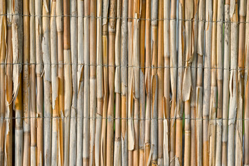 bamboo background