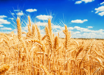 Gold wheat field and blue sky