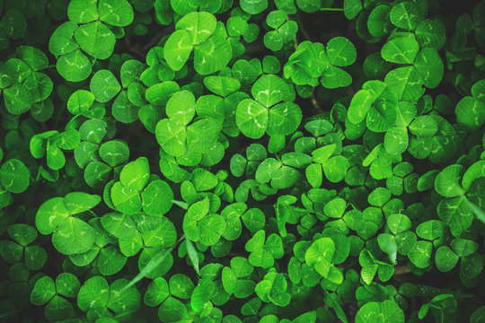 Beautiful background with green clover leaves for Saint Patrick's day