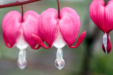 Close up of a cluster of bleeding hearts growing in the spring.Dicentra spectabilis in the garden/Pretty pink bleeding heart flowers string out on a branch