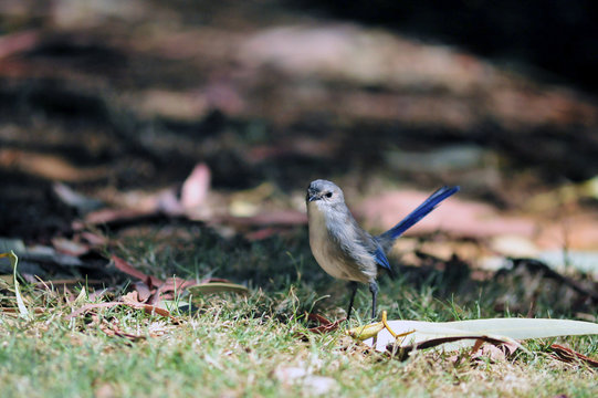 Blue Wren