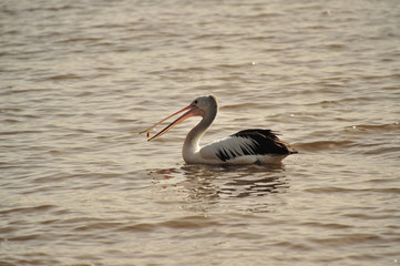 Pelican