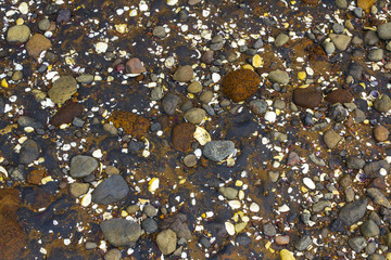 Pebbles and Corals Cornwallis Beach Auckland New Zealand