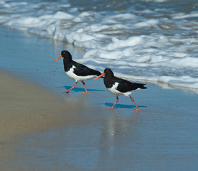 pied oyster catcher
