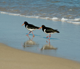 pied oyster catcher