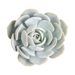 succulent plant isolated