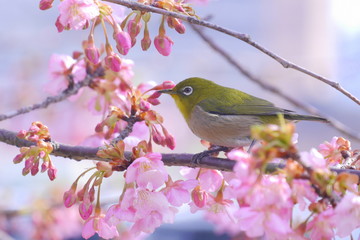 河津桜とメジロ