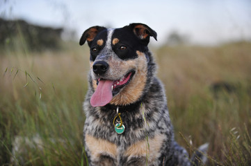 blue heeler dog