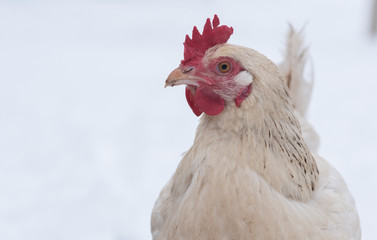 Chiken