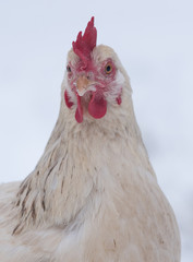 Chiken