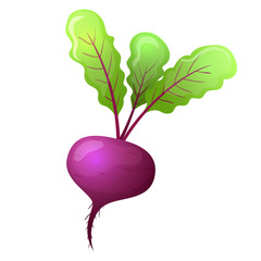 Colorful cartoon style beet