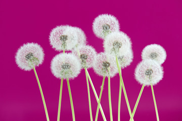 Dandelion flower on pink color background, group objects on blank space backdrop, nature and spring season concept.