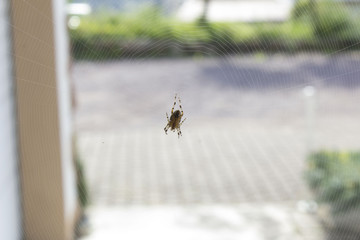 Spinne im Netz posiert in Nahaufnahme