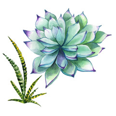 Wildflower succulentus flower in a watercolor style isolated.