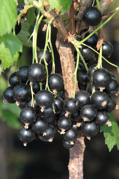 Schwarze Johannisbeere Silvergieters Schwarze