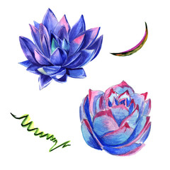 Wildflower succulentus flower in a watercolor style isolated.