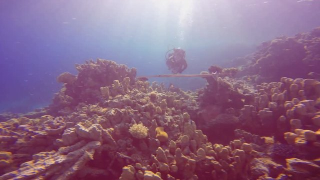Рыба флейта. Увлекательные подводные погружения в Красном море близ Египта.
