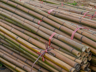 Stems of bamboo trees