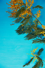 Mimosa, a symbol of women's day and the awakening of spring. On turquoise
