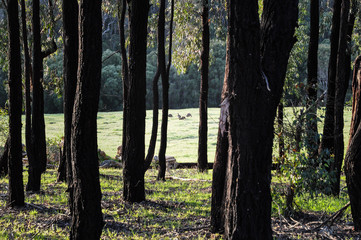 Kangaroos through forest