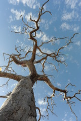 Fototapeta na wymiar Dead Tree
