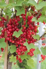 Rote Johannisbeere Rote Vierl&auml;nder